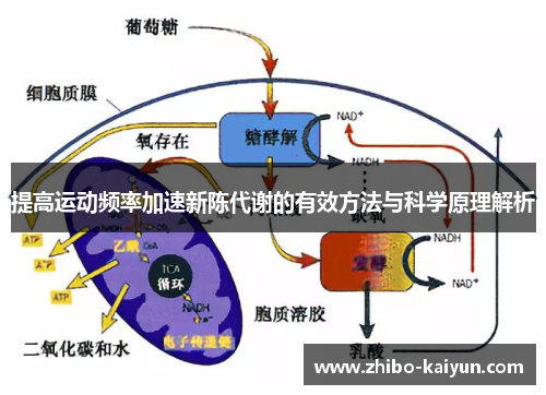 提高运动频率加速新陈代谢的有效方法与科学原理解析